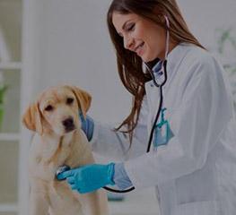 Cancelamento de Vagas –  Aprimoramento profissional em Medicina Veterinária