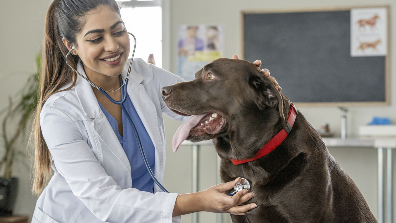 UniSul abre concurso para curso de medicina veterinária da pós-graduação